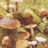 ablieske